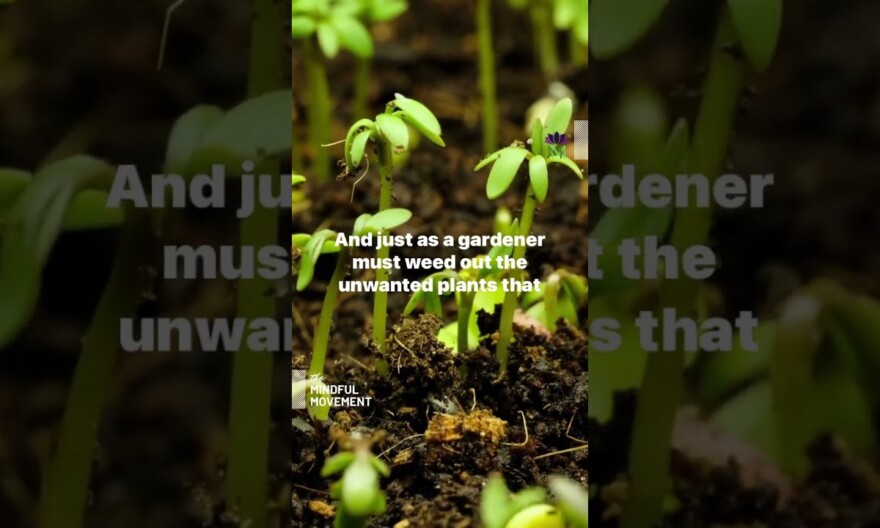 Plant The Seeds #shorts | Mindful Movement